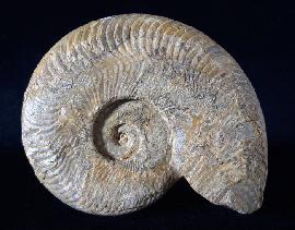 Harpoceras cf. nitescens STOLZ 1911 - Bild © FossNet FossilienStore